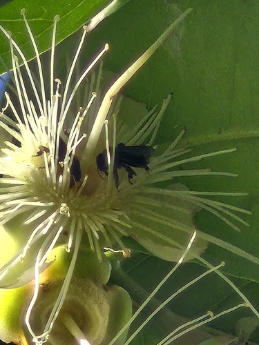 Spiny-legged Stingless bee