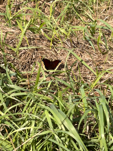 Mourning Cloak