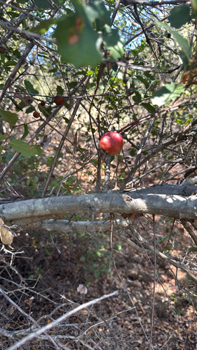 iNaturalist observation photo of California Gall Wasp