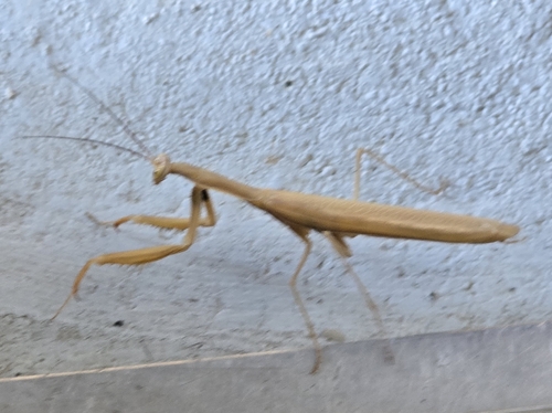 European Mantis
