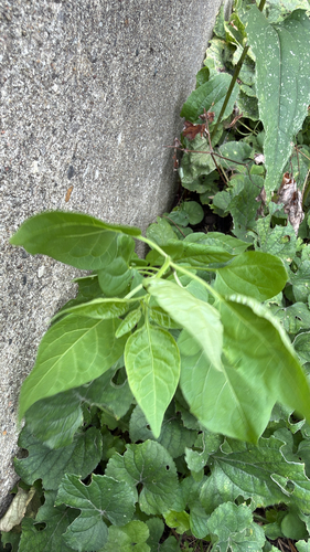 bittersweet nightshade