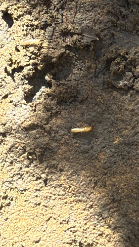 iNaturalist observation photo of Reticulitermes
