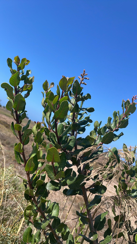 iNaturalist observation photo of lemonade berry