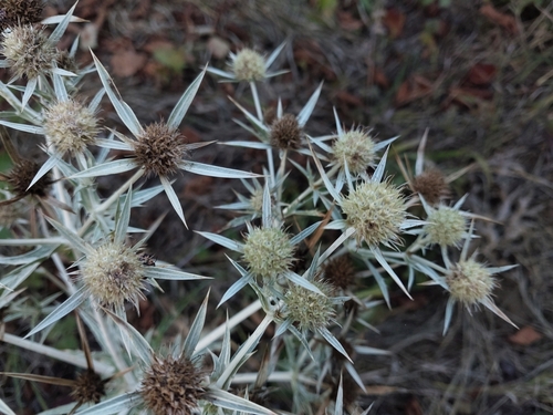 Field Eryngo