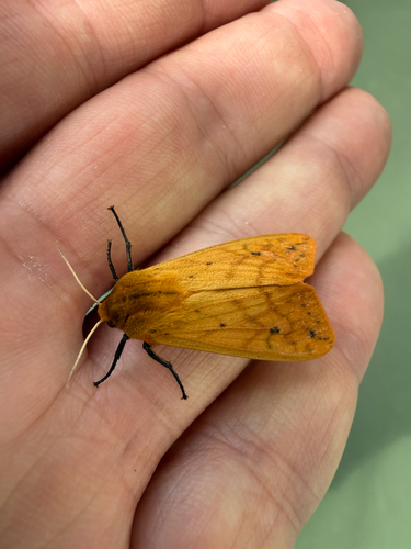 Isabella Tiger Moth