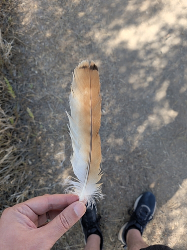 Red-tailed Hawk