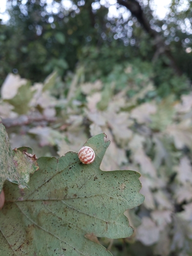 Striped Pea Gall Wasp