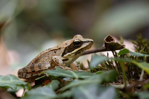 Agile Frog