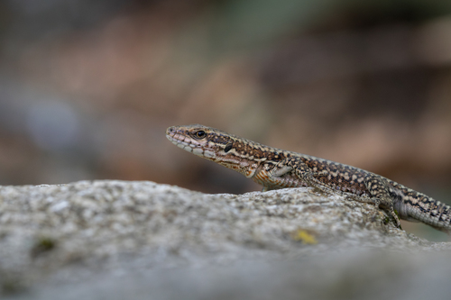 Common Wall Lizard