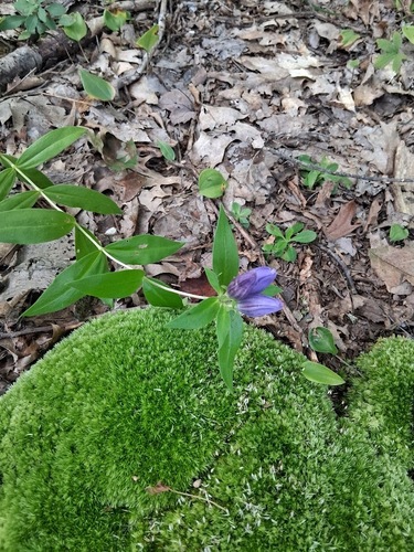 closed bottle gentian