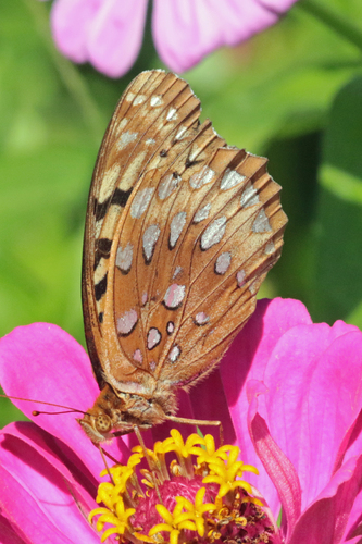 Great Spangled Fritillary