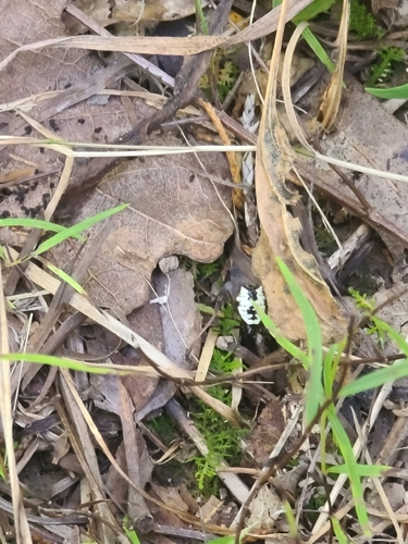 White Micrathena