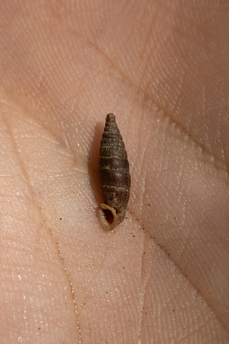 Bulgarica thessalonica