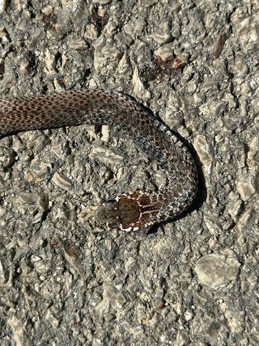Balkan Whip Snake