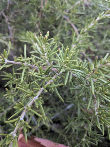 Rosemary