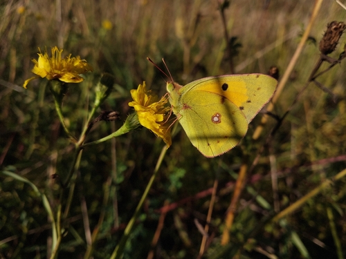 Clouded Yellow