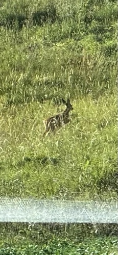 Western Roe Deer
