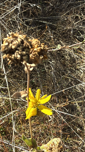 iNaturalist observation photo of Asteroideae