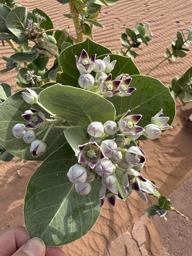 giant milkweed