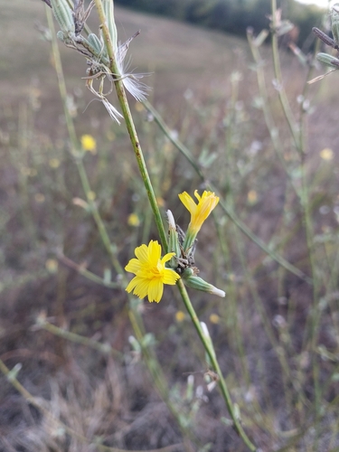 Rush Skeletonweed