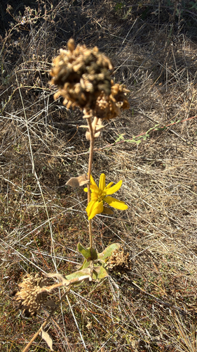 iNaturalist observation photo of Great Valley gumweed