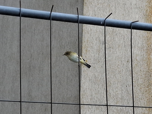Common Chiffchaff
