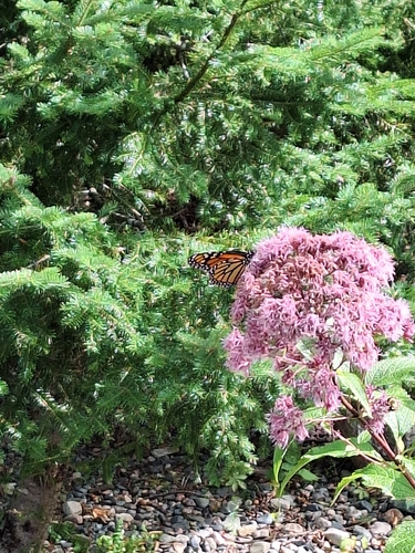 Monarch