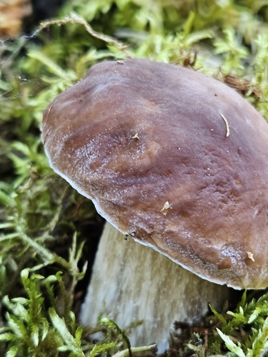 King Bolete