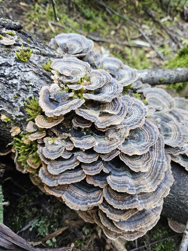 turkey-tail