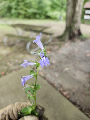 great blue lobelia