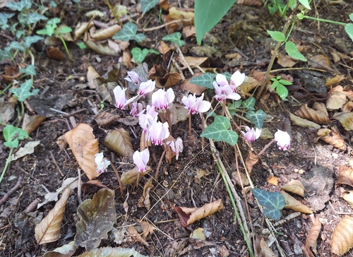 Ivy-leaved cyclamen