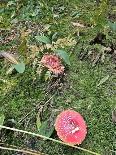 Fly Agaric