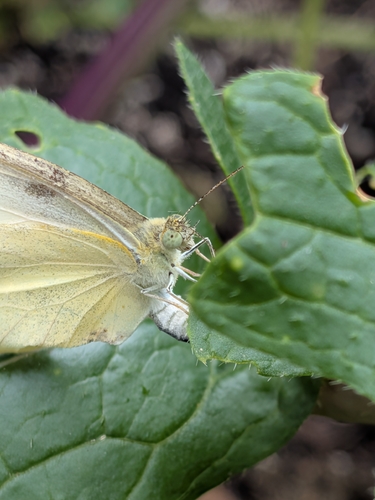 Small White