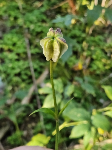 Martagon Lily