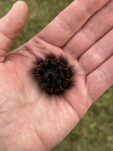 Fox Moth