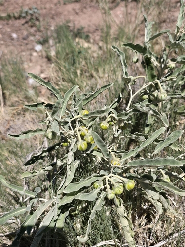 silverleaf nightshade