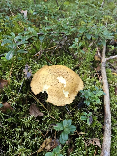 Velvet Bolete