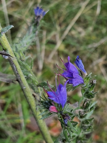 viper's-bugloss