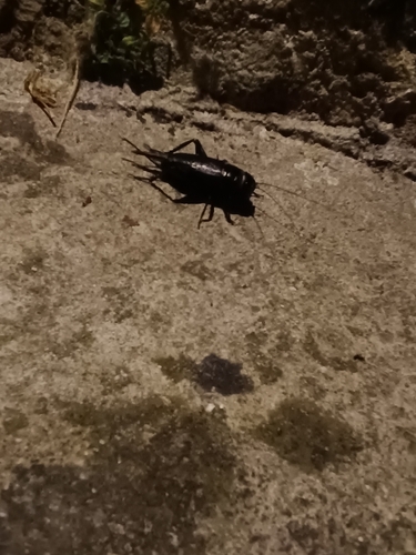 Southern Field Cricket