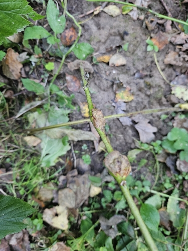 Raspberry gall midge