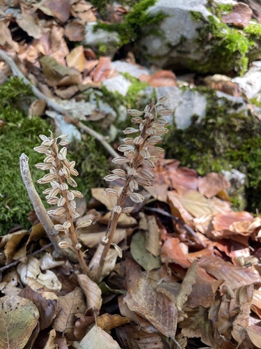 bird's-nest orchid