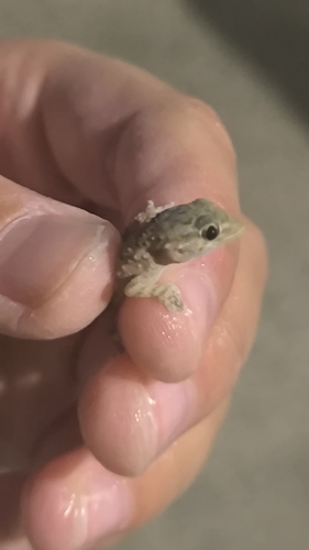 Moorish Gecko