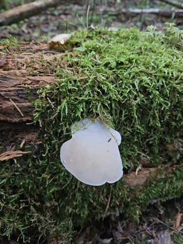 Toothed Jelly Fungus