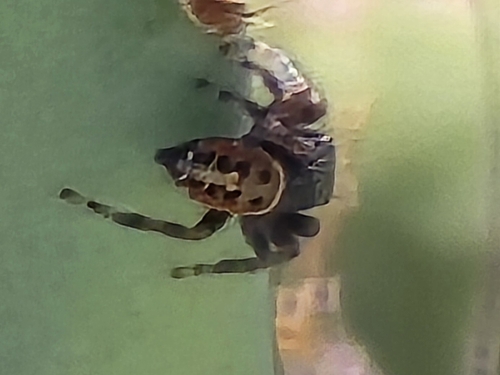 Phidippus carneus