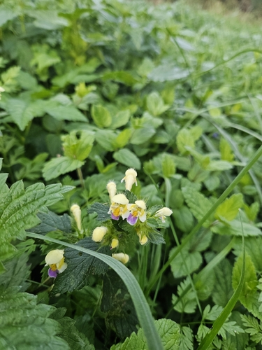 Large-flowered Hemp-nettle