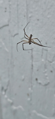 Yellow Garden Spider