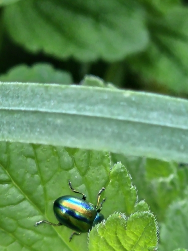 Dead-nettle Leaf Beetle