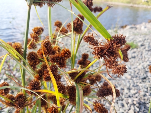 clustered flatsedge