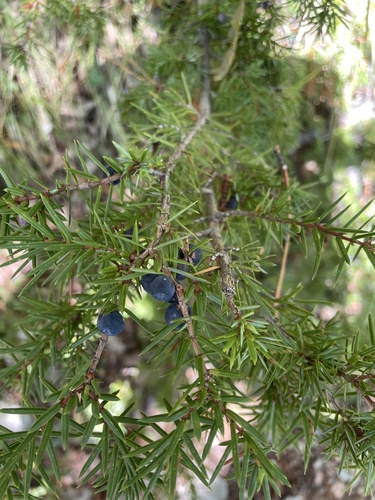 common juniper