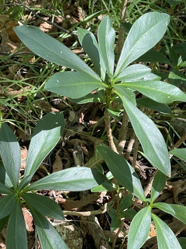 Spurge-laurel